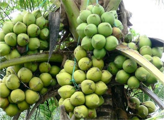 Người dân miền Tây phấn khởi khi dừa tươi được 
