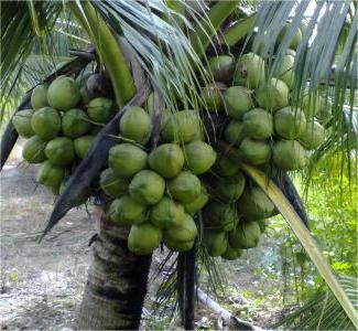 Giống dừa dứa thái có mùi rất thơm và nước rất ngọt