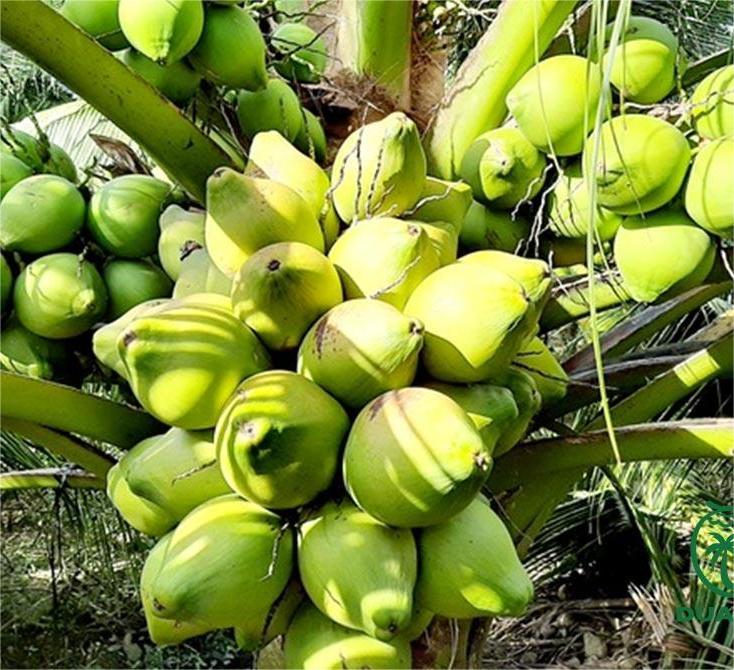 Cây giống dừa ẻo xanh đỏ (dừa xiêm dây) nhiều trái